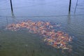 ÃÂ  koi fishes swimming and play in pond Royalty Free Stock Photo